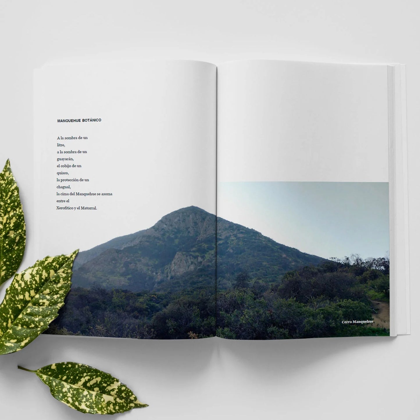 Libro Sentir La Naturaleza - Reflexiones Desde el Bosque Nativo