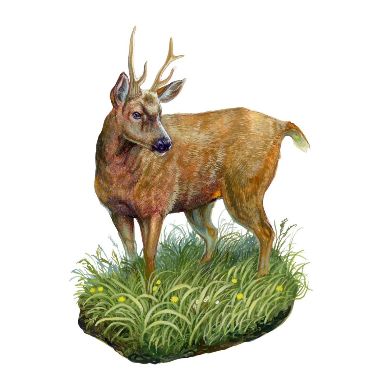 Juego de Mesa "Memorice del bosque" con Ilustraciones